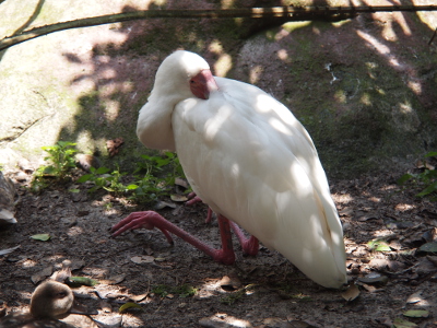 [The spoonbill has its head turned toward its back and its bill is completely hidden in its feathers. It's resting on its knees and the bottom half of its legs.]